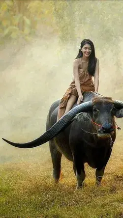 Southeast Asia's long-horn water buffalo.