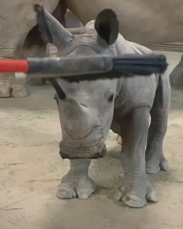 Baby rhino needs a good brushing 🦏