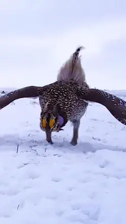 Dancing in the snow!