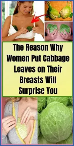 Women Are Putting Cabbage Leaves On Their Breast, Reason Behind It Will Make You Happy…