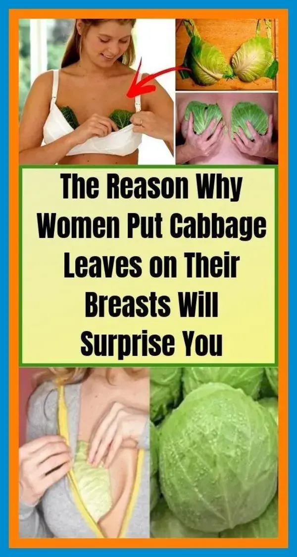 Women Are Putting Cabbage Leaves On Their Breast, Reason Behind It Will Make You Happy…