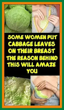 Women Are Putting Cabbage Leaves On Their Breast, Reason Behind It Will Make You Happy…