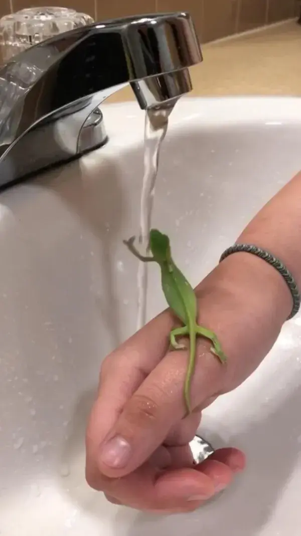 Wash your hands’🦎🧼 