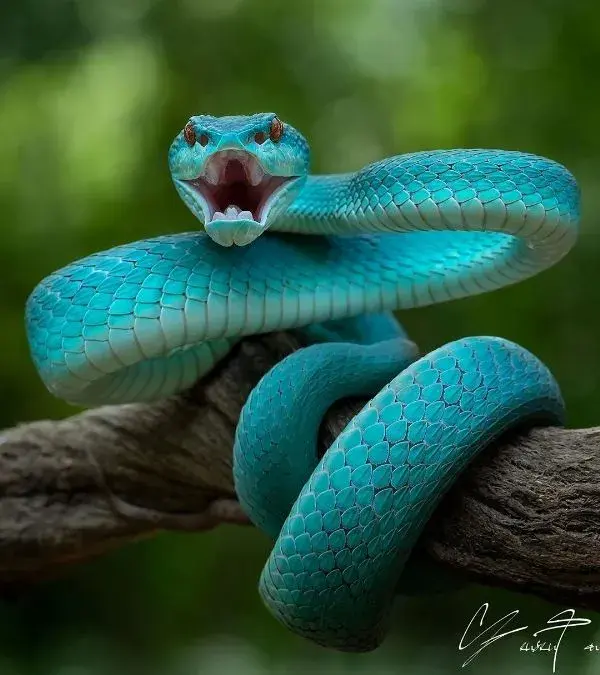 White Lipped Pit Viper.