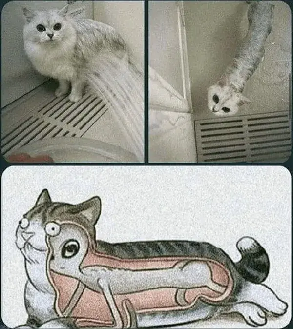 Alien's Cats