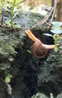 Difficulties can always be overcome - little snail!