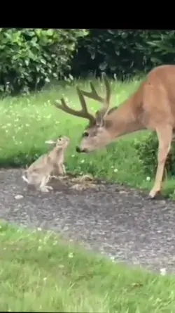Best Friends Bambi and Thumper, Nature is so precious