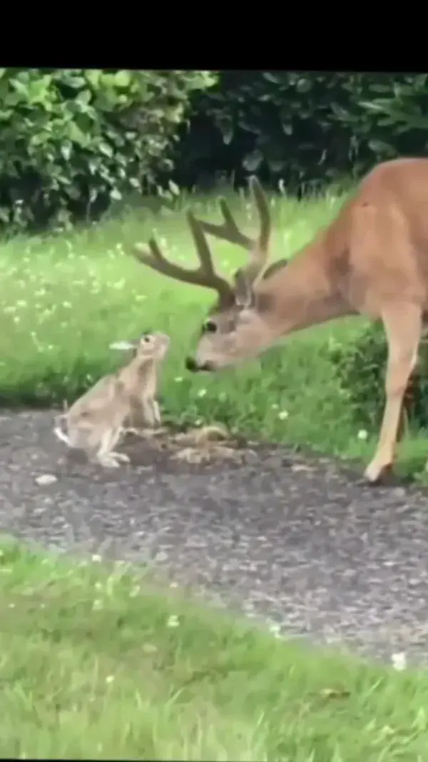 Best Friends Bambi and Thumper, Nature is so precious