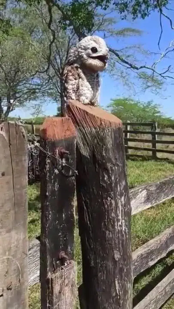 Potoo bird up close