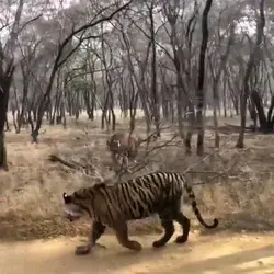 nature.geography Cat fight! _ Video by @alishamerchantveljee_Trim.