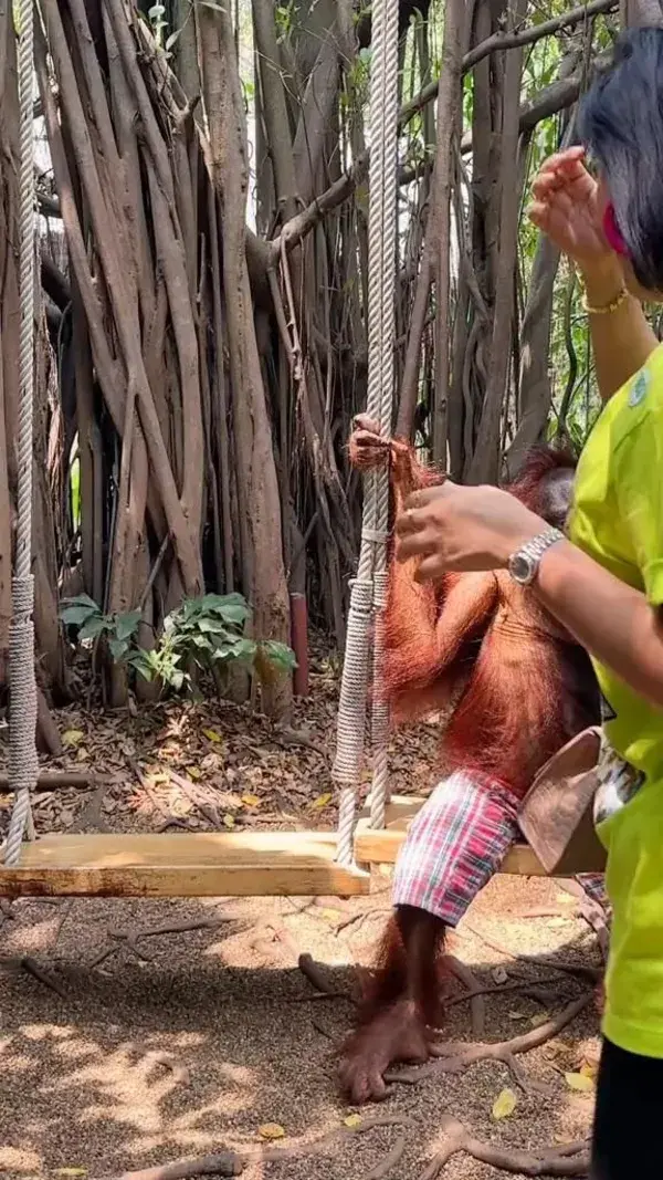 cheeky orang utan