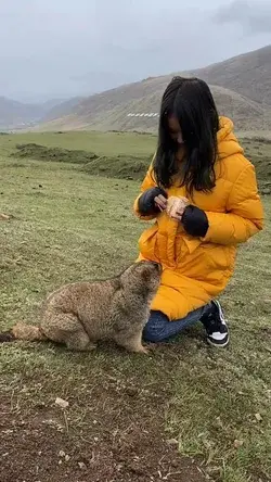 Feeding wild marmots in Tibet