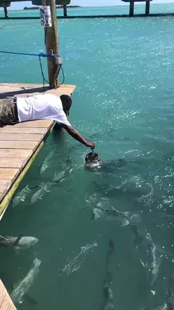 Robbie’s Marina Tarpon feeding 