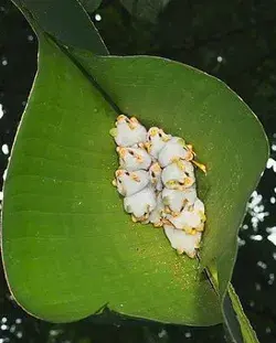 Honduran White Bat - Tent Bat - FactZoo.com