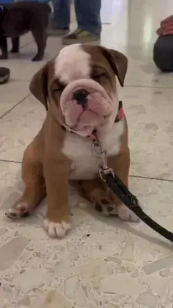 Rate This Cuteness 😍Cute puppy wants to sleep, pitbull puppy😍, puppies lover