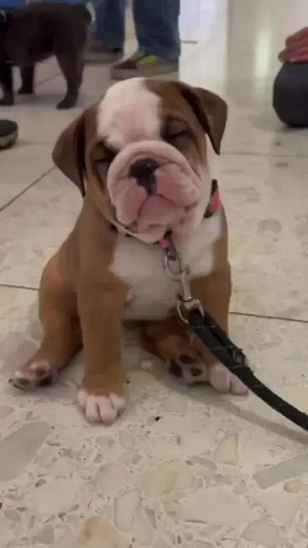 Rate This Cuteness 😍Cute puppy wants to sleep, pitbull puppy😍, puppies lover