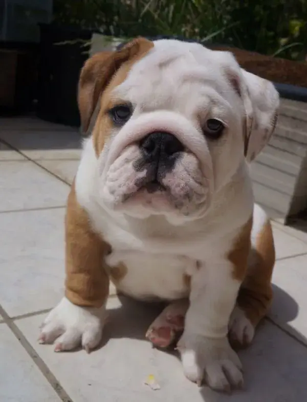 beautiful bulldog playing