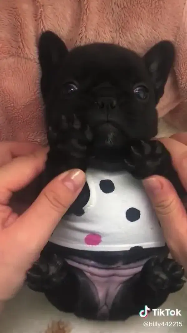 A Pretty Bulldog Puppy