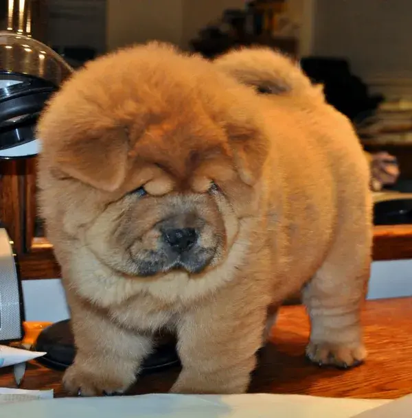 "Tibetan Mastiffs in Art: A Look at How They've Inspired Artists Throughout History" guard dogs