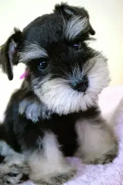 If you’re looking for the best name for a Schnauzer dog, you’ve come to the right place!