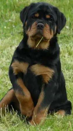 Rottweiler Therapy Dogs: Bringing Comfort and Joy