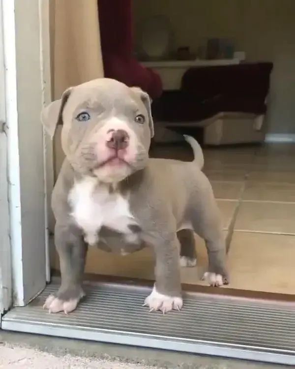 Pitbull Puppies