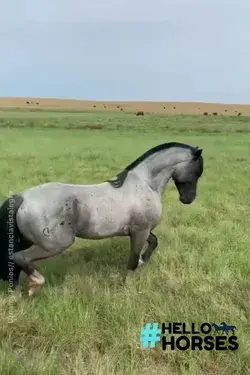 Amazing Horse