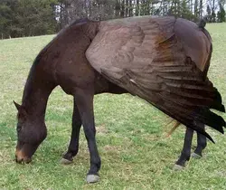 A Gorgeous Black Horse.