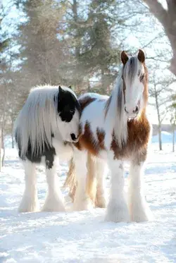 Pine Valley, Elevage de Gypsy Vanner et de Drum Horse - Page d'accueil