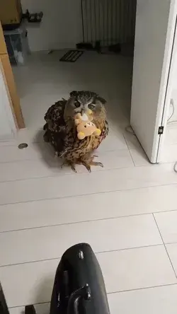 He doesn't wanna hand over the teddy!! 😍🦉