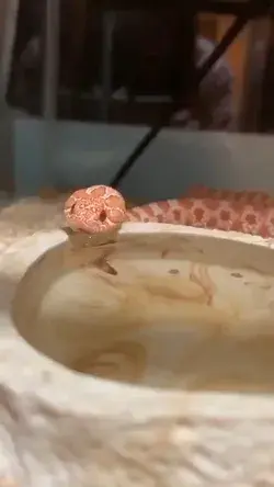 woo... why this snake looks kind of cute ?