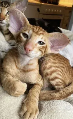 Oriental Shorthair Cat Visual Delight: Watch Video to Unveil Surprising Facts- Kittens Animal Tattoo