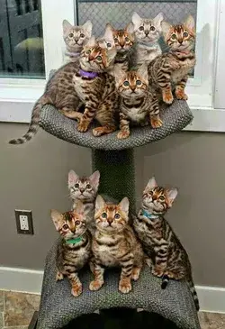 funny kitty cats