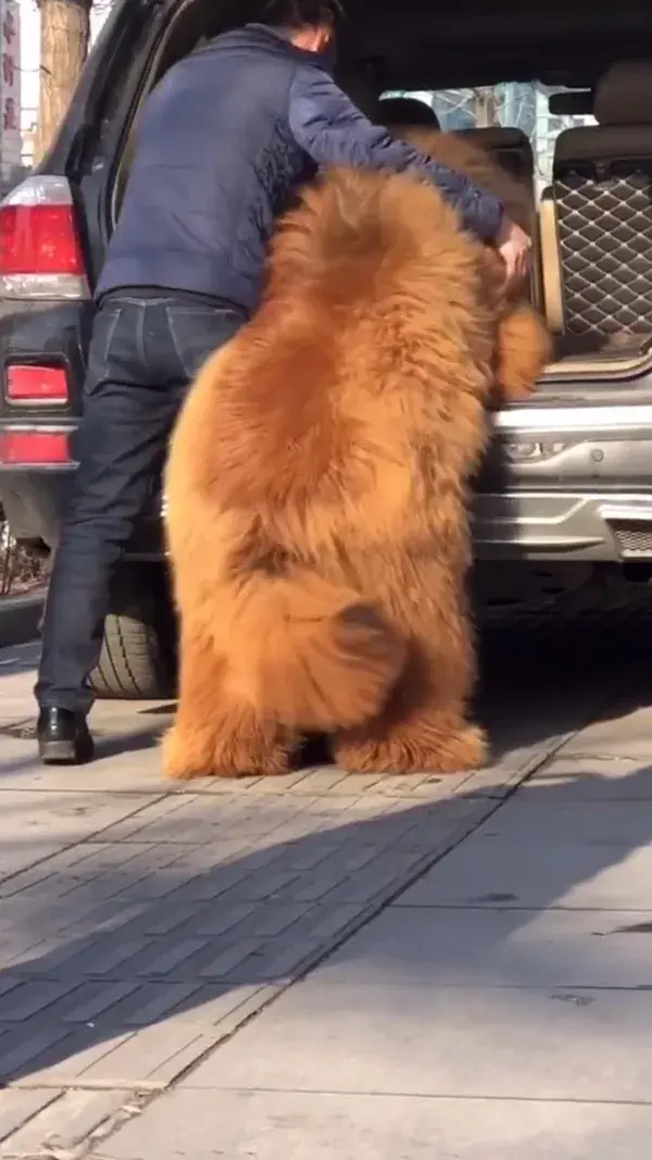 Fluffiest 300 pound dog!