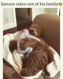 Big Goldendoodle Cuddling a Baby