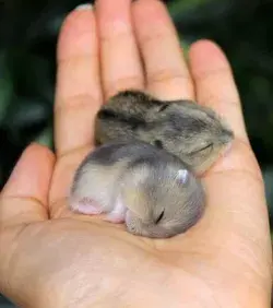 Baby Hamsters