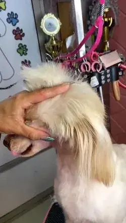 Peluquería para Perros