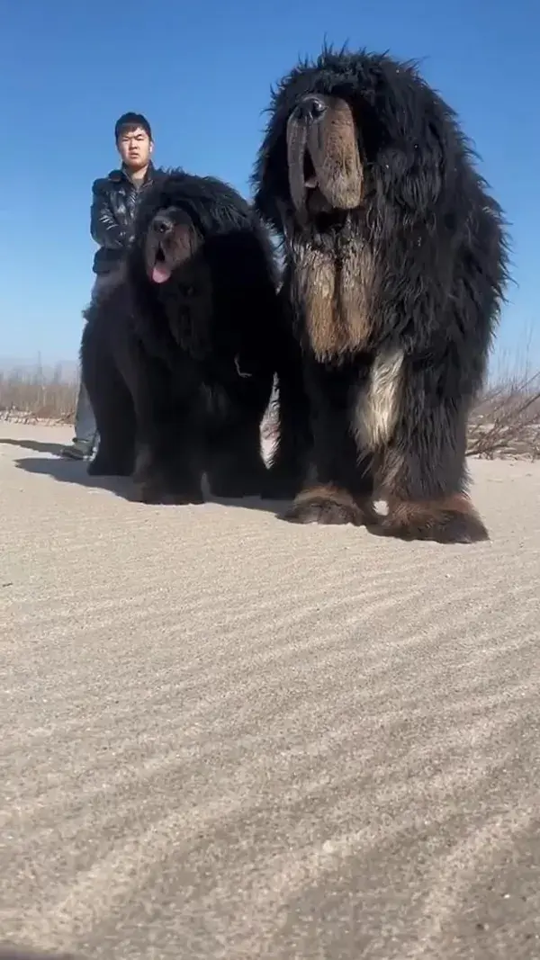 That's some big puppies.🐶