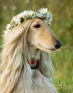 AFGHAN HOUND - The World's Most Gorgious Dog | funny dog videos | very cute dogs haircut style