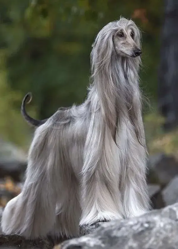 Afghan Hound