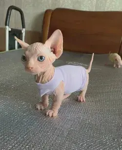 Baby Sphynx