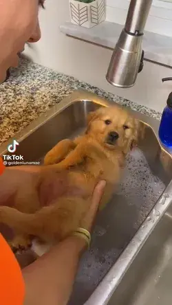 It's puppy bathtime.