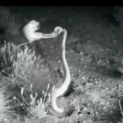 Esta “rata ninja” patea una serpiente en el aire