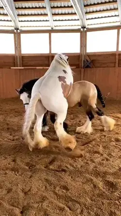 horse fighting 🫷💪🦾