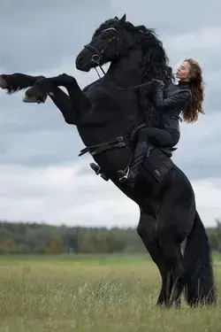 Black Beauty Horse