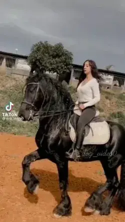 Fresian Horse Edit Video~
