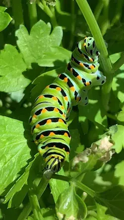 So much parsley, so little thyme!