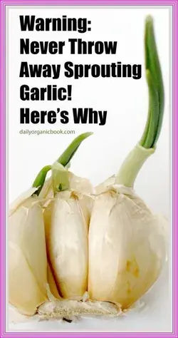 Warning: Never Throw Away Sprouting Garlic. Here’s Why!