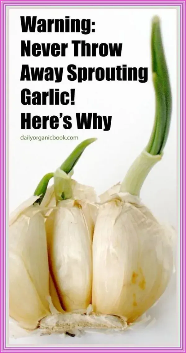 Warning: Never Throw Away Sprouting Garlic. Here’s Why!