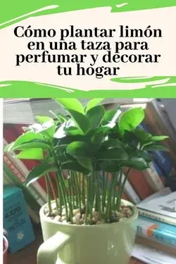 Aprende cómo plantar limón en una taza para perfumar y decorar tu hogar